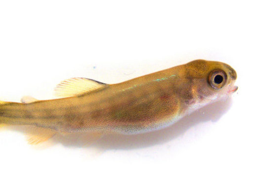 Brown Trout Genetic Relatedness – New Service