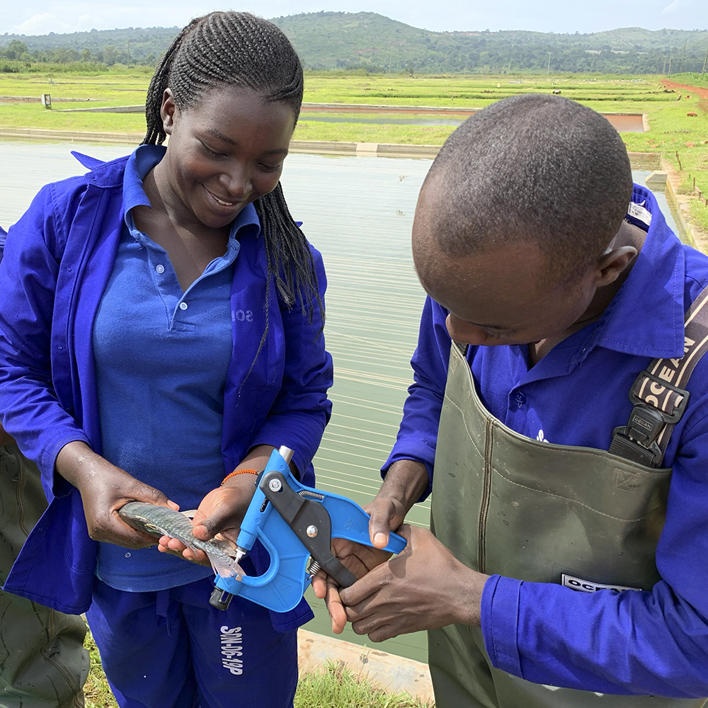 Xelect announce new partnership in Kenya: Unlocking the genetic potential of tilapia