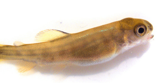 Blog xelect-brown-trout-e1563802603220