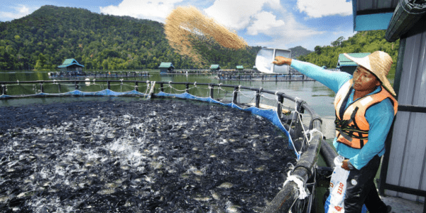 Blog xelect-tilapia-fishfarm-e1563802555304