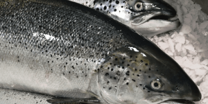 Blog xelect-fish-on-ice-e1563802418815