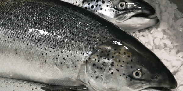 Blog xelect-fish-on-ice-e1563802418815