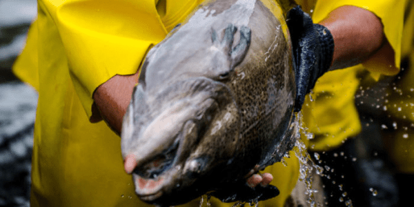 Blog xelect-new-zealand-king-salmon-e1563802225160