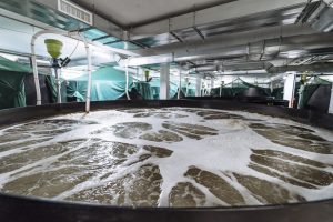 Shrimp breeding farm. Inside a shrimp farm Shrimp breeding farm. Inside a shrimp farm
