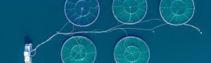 Bioeconomic-Modelling-scaled-r5lff7fejglwk2k6axmkmexk0grgficyx8toi8g6ns