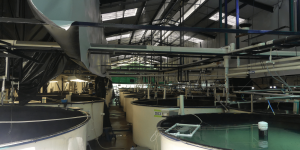 Blog Martec-Hatchery