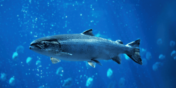 Blog Salmon 1000 x 500