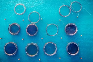 Salmon fish farm in tank for breeding and maintenance, blue water. Aerial top view Salmon fish farm in tank for breeding and maintenance, blue water. Aerial top view.