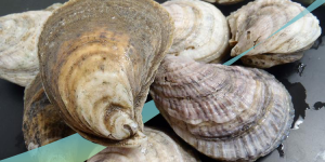Eastern Oysters