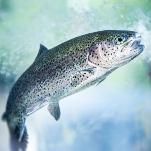 Underwater Rainbow Trout
