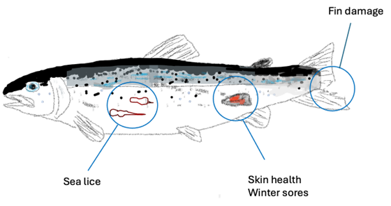Insights with Ian_Rise of Precision Aquaculture_Fig 2 Insights with Ian_Rise of Precision Aquaculture_Fig 2