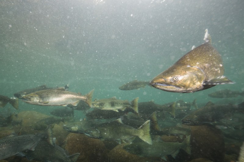 Underwater picture of many salmon swimming in the river during the spawning season. Taken near Chilliwack, East of Vancouver, British Columbia, Canada.