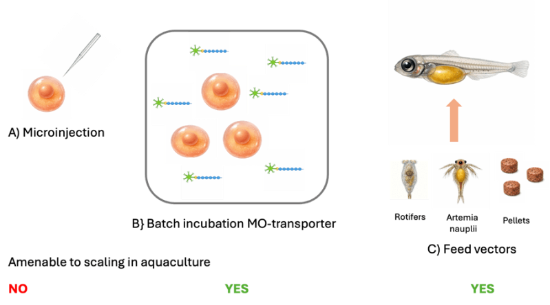 Delivery methods for siRNAs