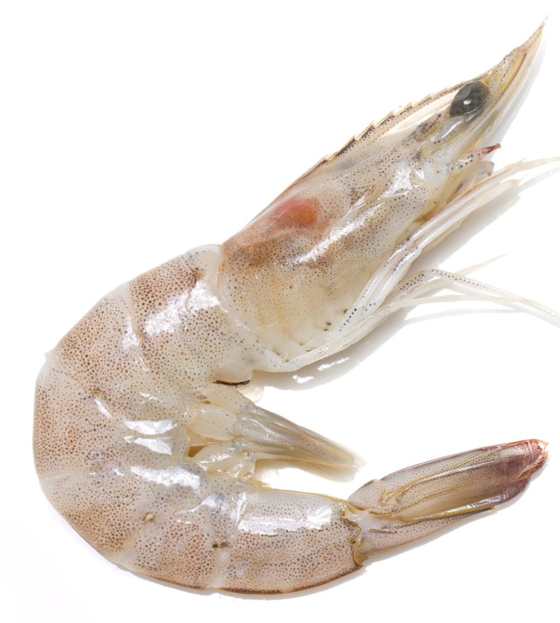 Two of Whiteleg shrimp isolated on white background.