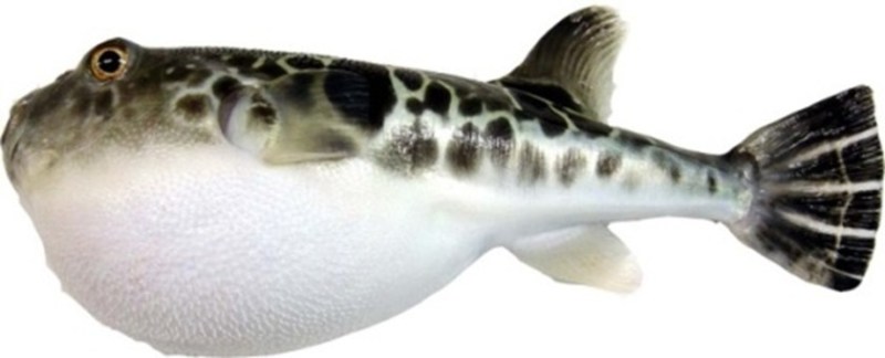 Pufferfish
