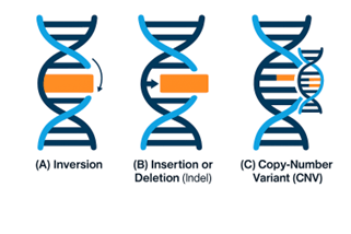 Structural variations of genomes