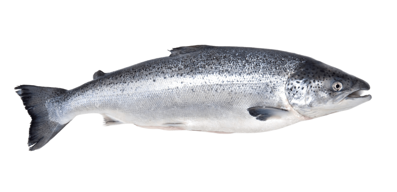 Atlantic-Salmon